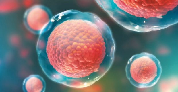 Studiu. Celulele stem au propriul mecanism de apărare împotriva bacteriilor