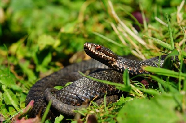 Campanie. Semnele care ajută la recunoaşterea muşcăturii de viperă