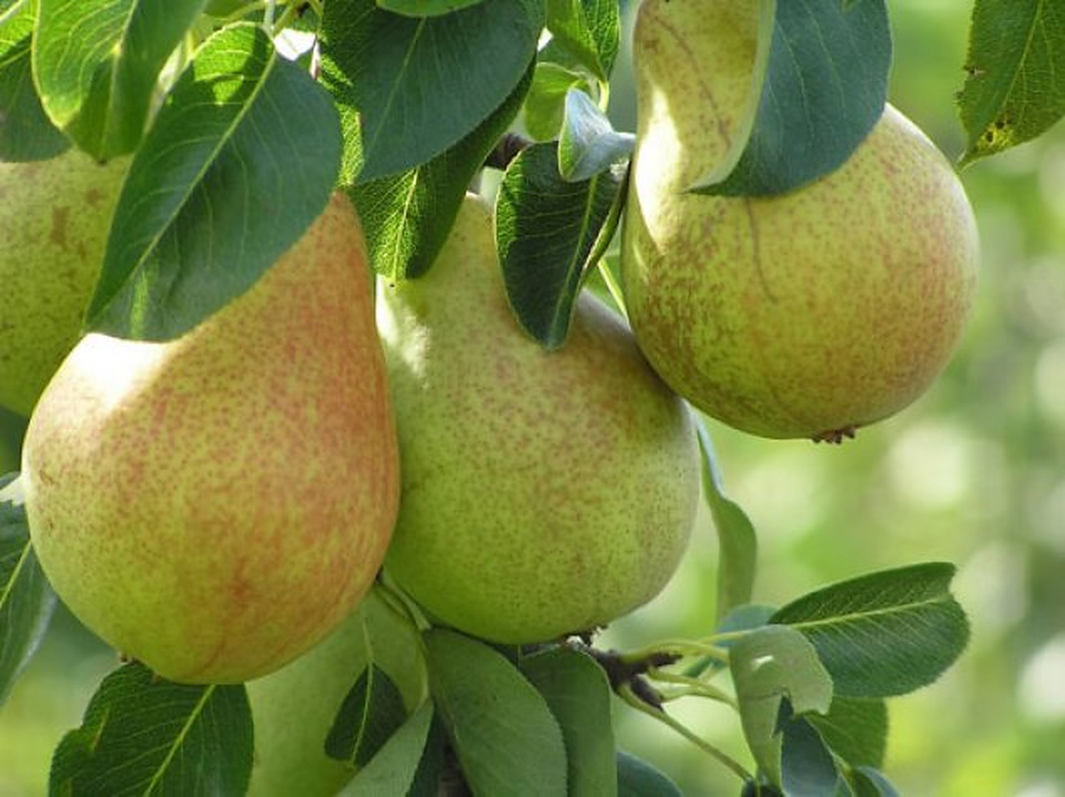 Fructul lunii: Perele