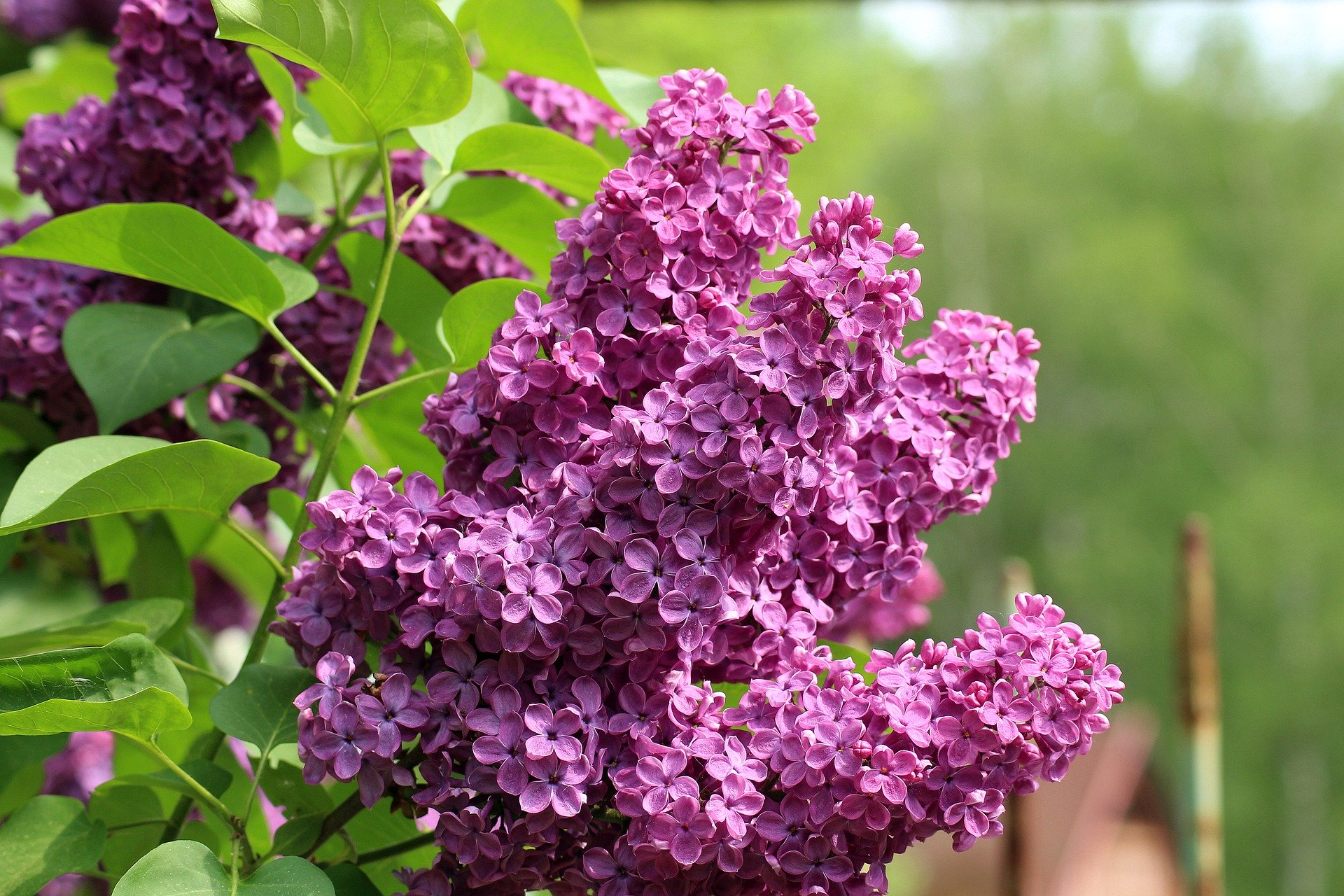 Mai. Luna lui Florar