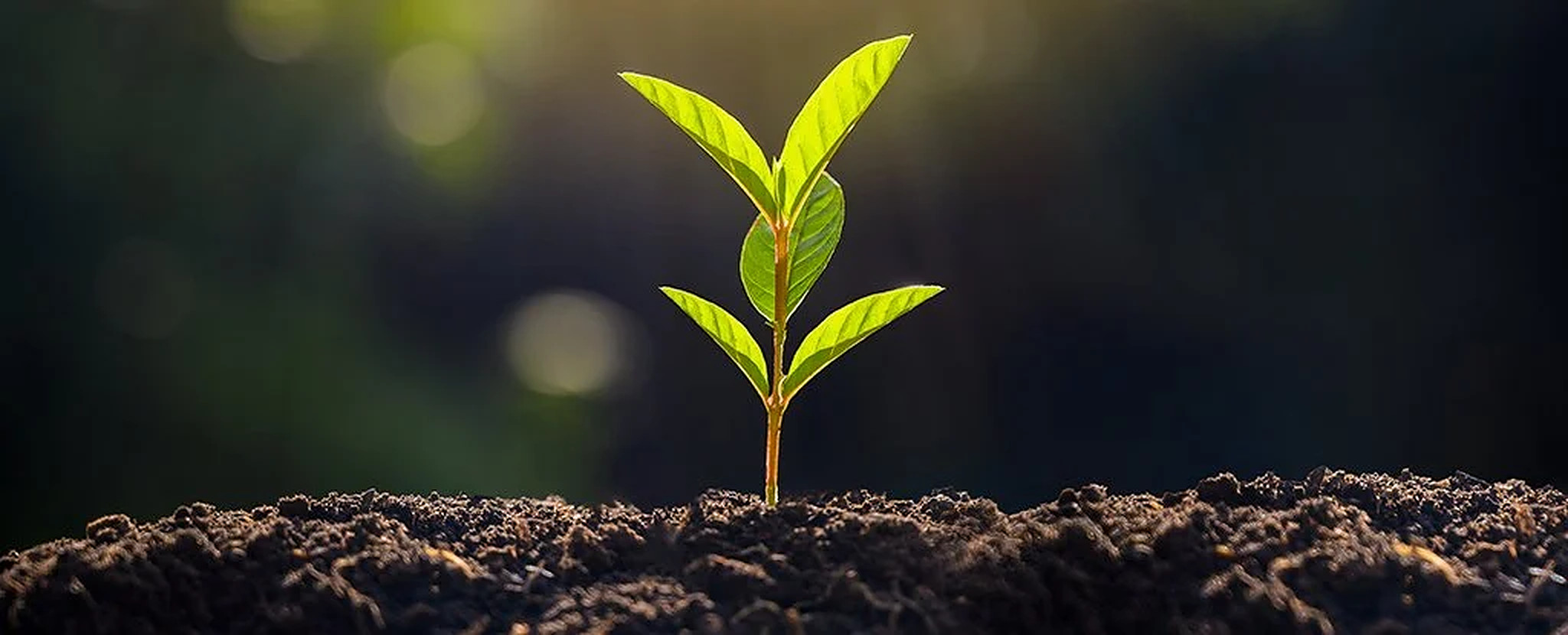 Atingerea plantelor poate declanșa o reacție de stres la acestea. Cercetătorii au descoperit genele responsabile de acest proces