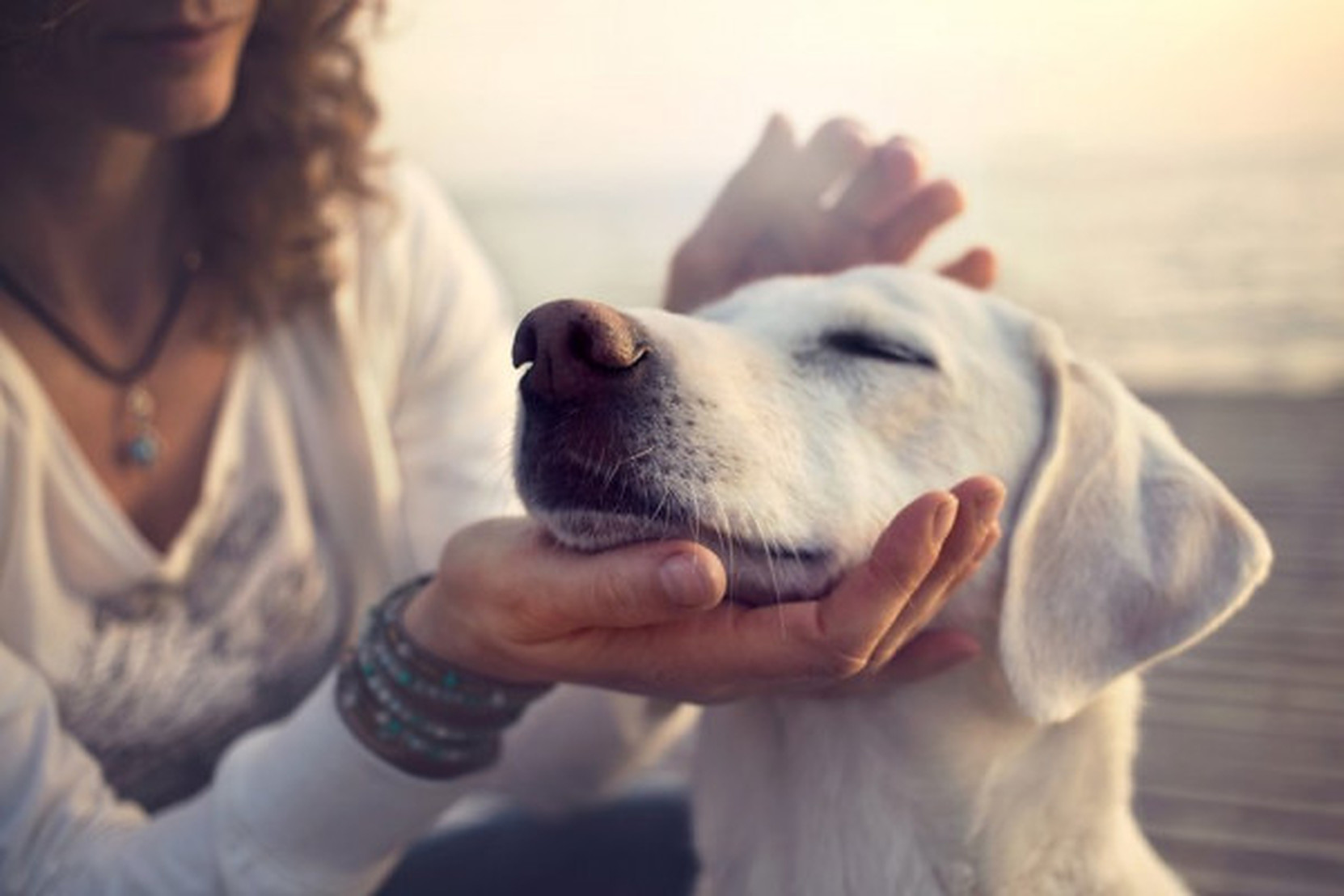 Câinii pot să „plângă” de bucurie atunci când se reîntâlnesc cu stăpânii lor