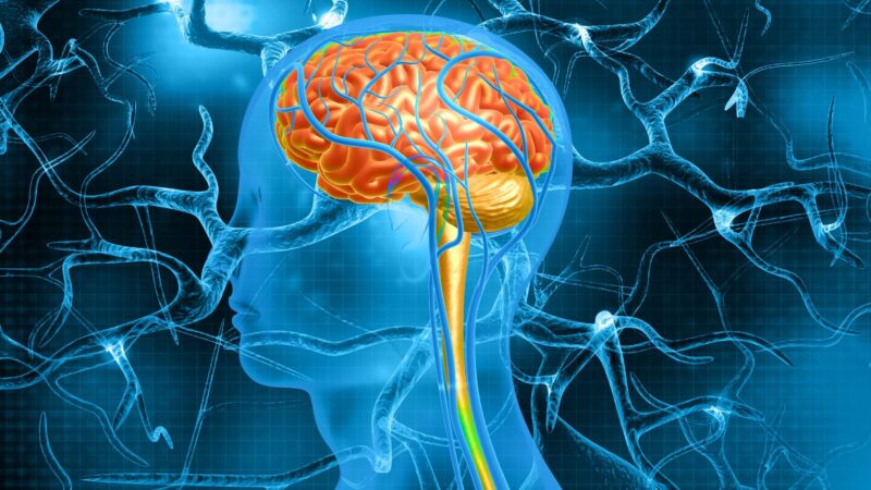 Neurologii răspund la întrebarea: Ne folosim cu adevărat doar 10% din creier?