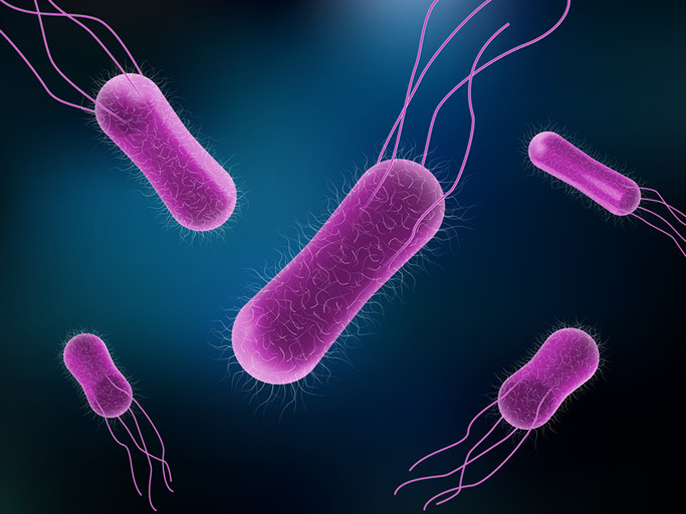 Salmonella: Bacteria alimentară care îmbolnăvește milioane de oameni. Surse, simptome și prevenție